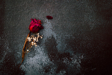 Dry red rose isolated on black rustic background. Copy space