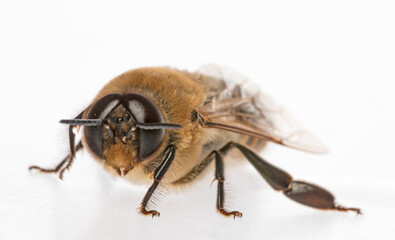 big drone bee (male honey bee) isolated on white