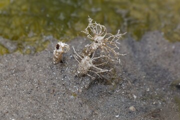 A sand mason worm, Lanice conchilega