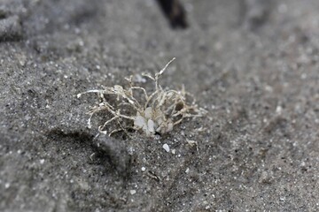 A sand mason worm, Lanice conchilega