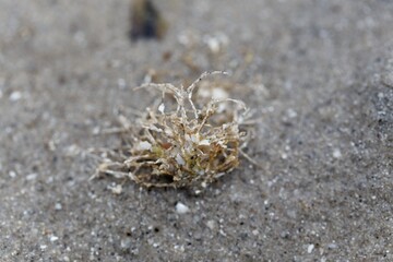 A sand mason worm, Lanice conchilega