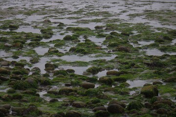 Seaweed on stone