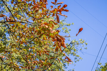 Horse chestnut leaves begin to dry and curl at edges due to heat and drought. The color of leaf changes smoothly from green to yellow and then to brown. Early autumn. Selective focus.