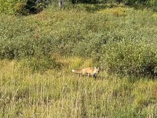 fox  on trail Breckenridge Colorado Beaver run resort