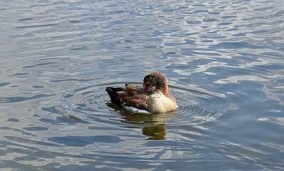 Gesi Egipskie na wodzie © Iwona