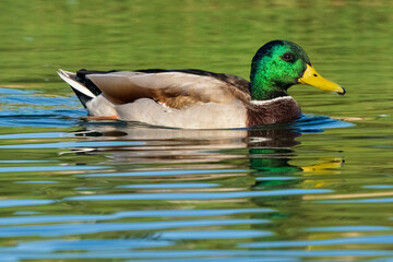 Green Head Male Mallard Anas platyrhynchos Costa Ballena Ca