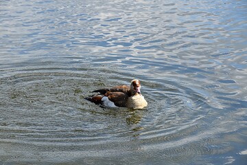 Gesi Egipskie na wodzie © Iwona