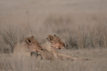 Lions resting after kill