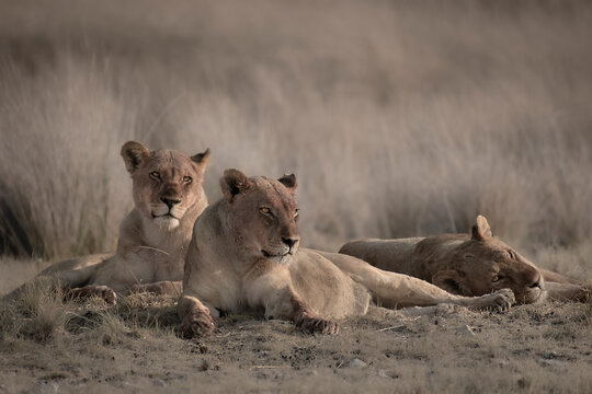 Lion Pack At Etosha