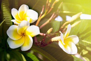 Plumeria flowers with green leaves and sunlight.