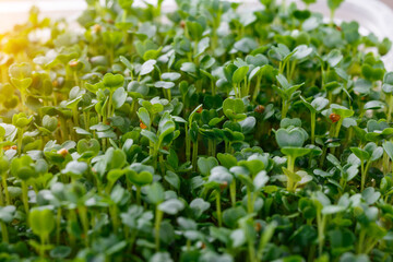 Obraz na płótnie Canvas The microgreen in plastic trays for planting young plants. Microgreen are young vegetable green or sprouts, raw living sprouts vegetable germinated from quality organic plants seeds.