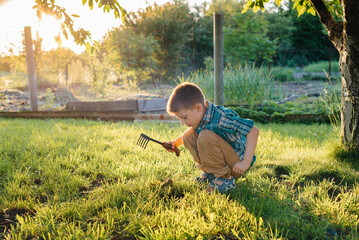 A cute little boy is planting sprouts in the garden at sunset. Gardening, and agriculture