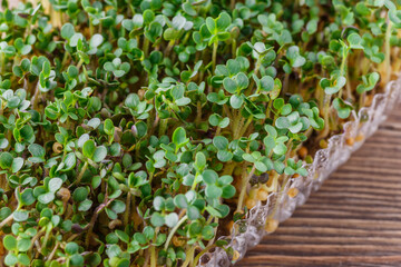 The microgreen in plastic trays for planting young plants. Microgreen are young vegetable green or sprouts, raw living sprouts vegetable germinated from quality organic plants seeds.