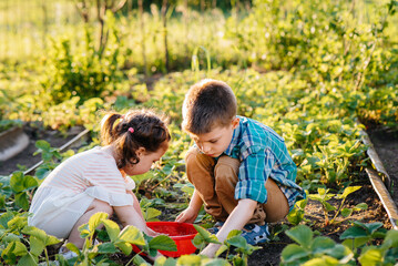 Cute and happy little brother and sister of preschool age collect and eat ripe strawberries in the garden on a Sunny summer day. Happy childhood. Healthy and environmentally friendly crop