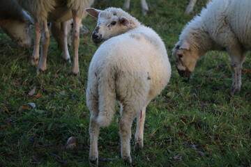 Obraz premium little beautiful lamb
