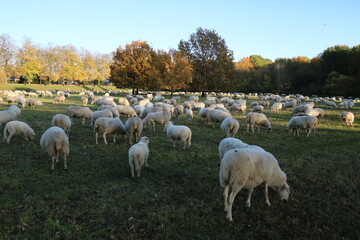 Obraz premium Flood protection with flock of sheep in Cologne, Germany