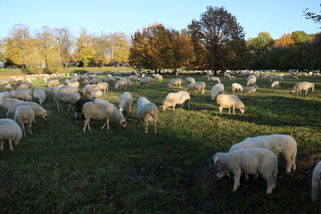 Large flock of sheep at the flood protection meadows on the Rhine in Cologne, Germany