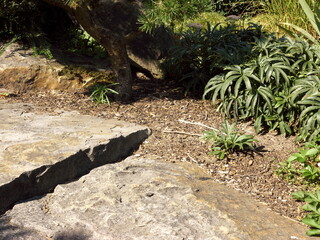 Slabs made of natural stone as paths, step and steps surfaces in a park, very decorative, weatherproof, an indispensable attribute in every natural garden or as a design element in a landscaped park