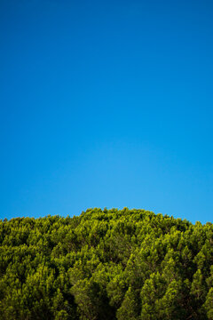 Sky Trees Wallpaper © Dario