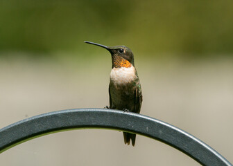 Hummingbird on a perch