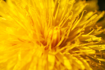 Close-up yellow dandelion in a lot of details