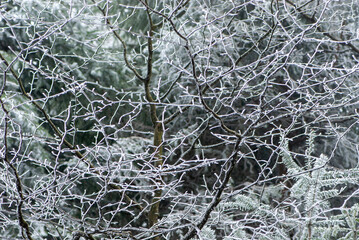 Bare alder black picturesquely curved twigs  covered with frost