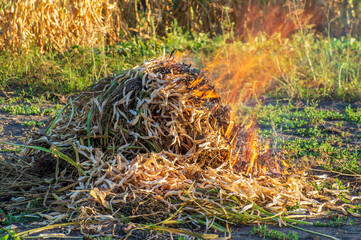 Fire on the field weeds burn after harvest close up view on nature background