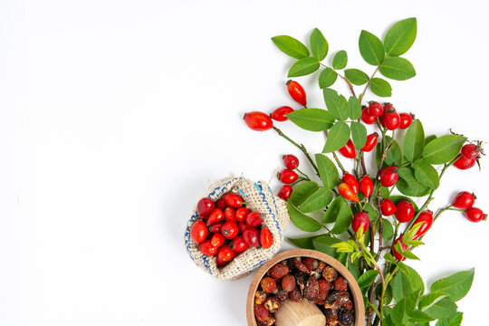 Dog rose Rosehips, types Rosa canina hips herbal Medicinal plants herbs composition