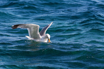 A seagull in the waves of the sea catches fish.
