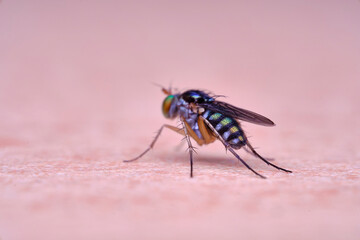 Diptera, Dolichopodidae long legged fly