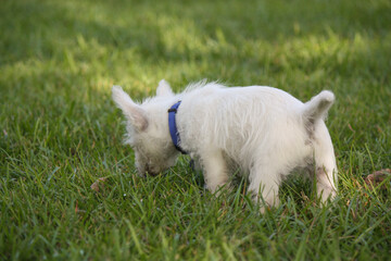 Naklejka na ściany i meble West Highland White Terrier Puppies