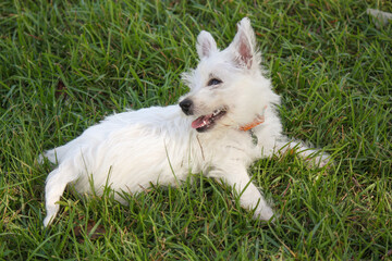 Fototapeta na wymiar West Highland White Terrier Puppy