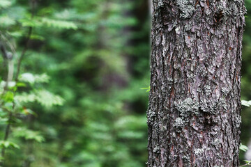 Beautiful texture and pattern of old tree bark. Textured surface, the crust of a pine. Invoice of the bark of a coniferous tree trunk with details, close-up. Natural material, environment background