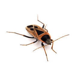 Xanthochilus saturnius bug isolated on white background
