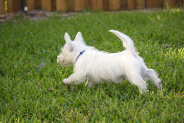 West Highland White Terrier Puppy