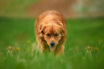 Golden Retriever coming
