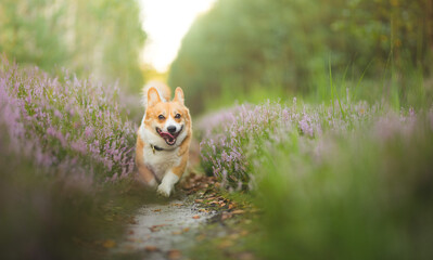 A happy welsh corgi pembroke dog running in heathers 