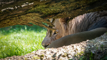 Löwe (08/2020)