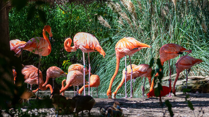 Flamingos (09/2020) © Thomas