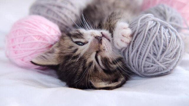 4k Striped kitten falls asleep and closes its eyes. Cute Cat with pink and grey balls skeins of thread on white bed.