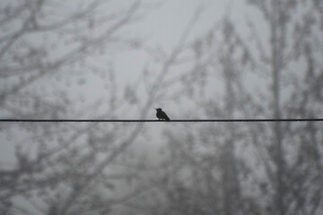 Picaflor - Dama © Patricio