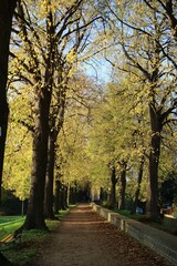 Golden autumn in Cologne, Germany