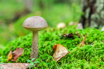 Edible small mushroom with brown cap Penny Bun leccinum in moss autumn forest background. Fungus in the natural environment. Big mushroom macro close up. Inspirational natural summer or fall landscape