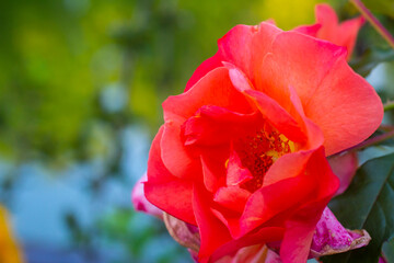 Close-up image of a red rose.