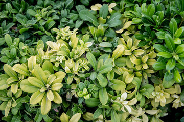 Muchas pequeñas hojas de color verde 