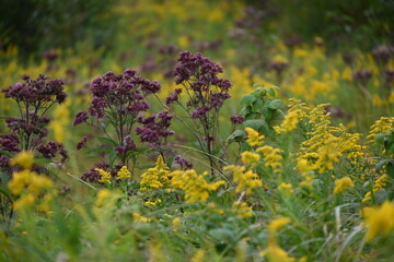 Obraz premium Early fall colors making a splash at the Kathio Wildlife Refuge in Minnesota.