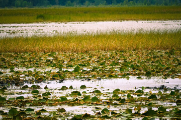 Early fall colors making a splash at the Kathio Wildlife Refuge in Minnesota.