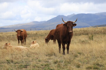 Fototapeta premium vaches salers