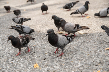 Muchas palomas por la calle