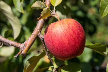 Pomme mure en gros plan